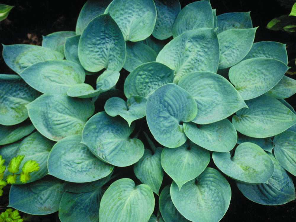 Prairie Skies Plantain Lily (Hosta prairie 'Prairie Skies') - 1 gallon