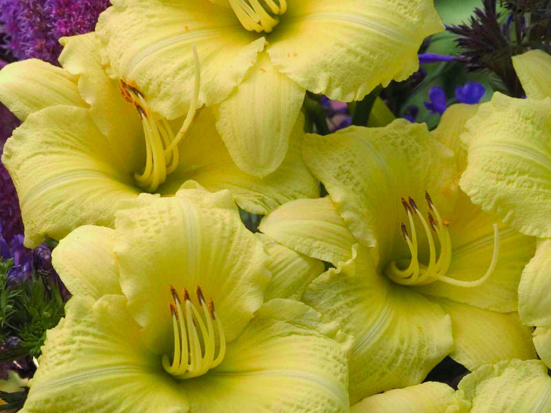 Rainbow Rhythm® 'Going Bananas' Daylily (Hemerocallis going 'Going Bananas') - 1 gallon