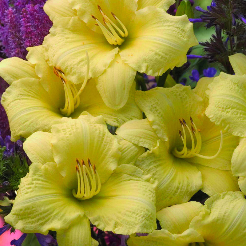Rainbow Rhythm® 'Going Bananas' Daylily (Hemerocallis going 'Going Bananas') - 1 gallon
