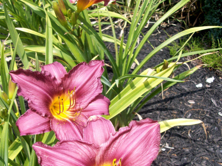 Purple d'Oro Daylily (Hemerocallis purple 'Purple d'Oro') - 1 gallon