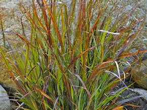 Prairie Winds® 'Cheyenne Sky' Red Switch Grass (Panicum virgatum 'Cheyenne Sky') - 3 gallon
