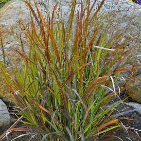 Prairie Winds® 'Cheyenne Sky' Red Switch Grass (Panicum virgatum 'Cheyenne Sky') - 3 gallon