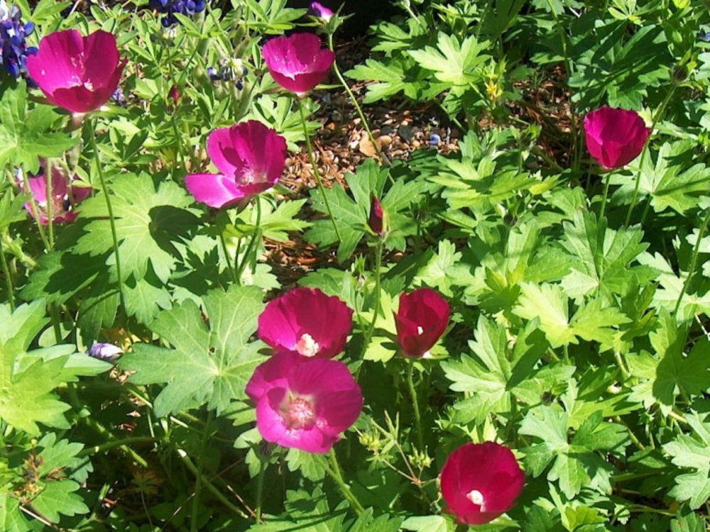 Purple Poppy Mallow (Callirhoe involucrata) - 2 gallon