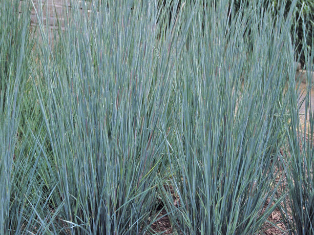 Prairie Blues Little Bluestem (Schizachyrium scoparium 'Prairie Blues') - 2 gallon