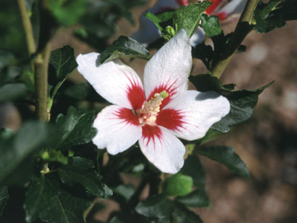 Proven Winners® Color Choice® Lil’ Kim® Rose Of Sharon (Hibiscus syriacus ‘Antong Two’) - 2 gallon