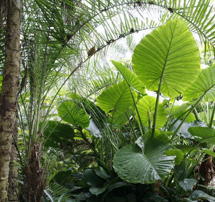 Persian Palm (Alocasia calidora) - 1 gallon