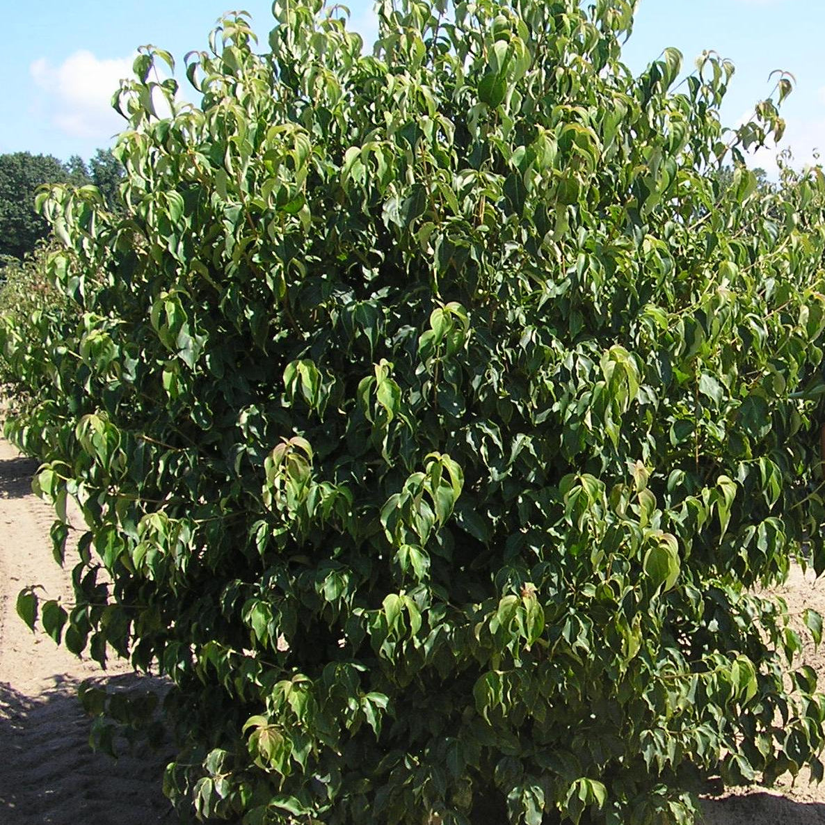 Kousa Dogwood (Cornus kousa var. chinensis 'Chinensis') - 1 gallon 24" TREE