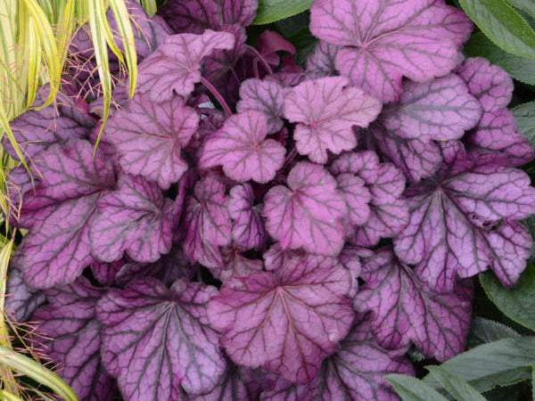 Primo® 'Wild Rose' Coral Bells (Heuchera wild 'Rose') - 1 gallon