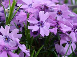 Purple Beauty Creeping Phlox (Phlox subulata 'Purple Beauty') - 1 gallon