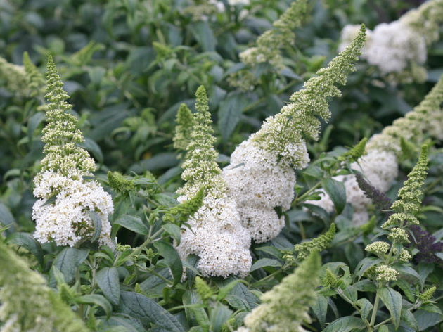 Pugster White® Butterfly Bush (Buddleia 'Pugster White') - 3 gallon