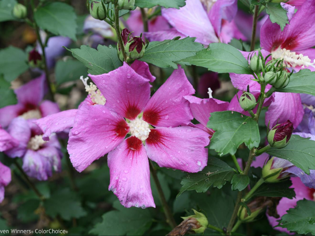 Purple Satin Rose of Sharon (Hibiscus syriacus 'Purple Satin') - 3 gallon 18"