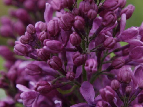 Purple Glory Lilac (Syringa x 'Purple Glory') - 3 gallon 15"
