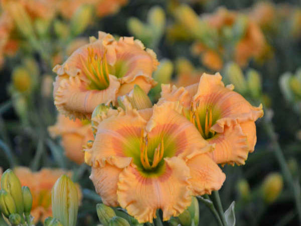 Rainbow Rhythm® 'Orange Smoothie' Daylily (Hemerocallis 'Rainbow Rhythm Orange Smoothie') - 1 gallon
