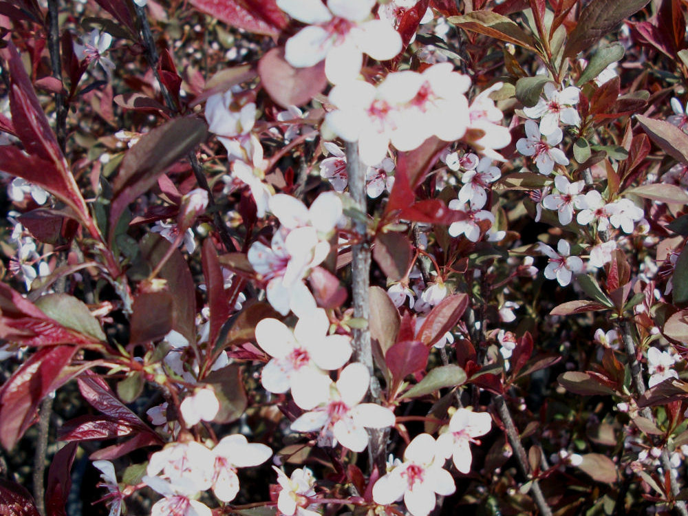 Purpleleaf Sand Cherry (Prunus x cistena) - 3 gallon 18"