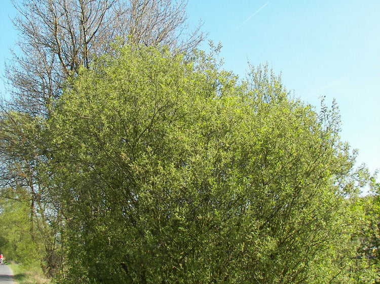 Pussy Willow (Salix caprea) - 3 gallon 24"