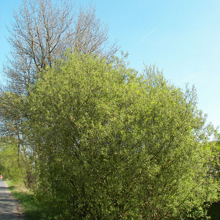 Pussy Willow (Salix caprea) - 3 gallon 24"