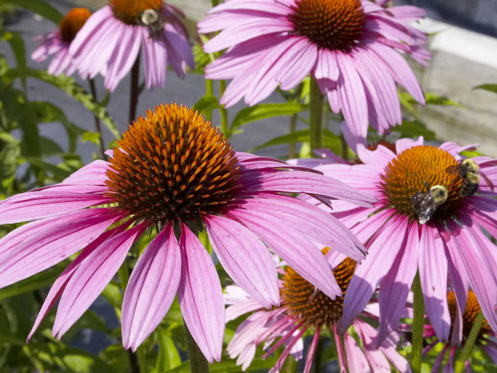 Purple Coneflower (Echinacea purpurea 'Magnus') - half gallon