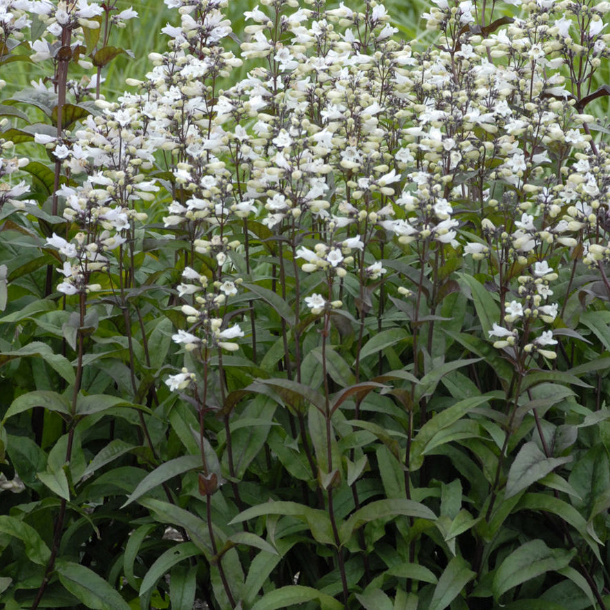 Husker Red Beardtongue (Penstemon digitalis 'Husker Red') - 1 gallon