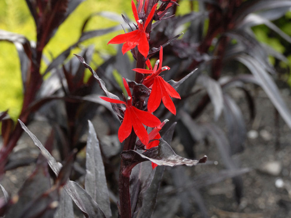 Queen Victoria Cardinal Flower (Lobelia x speciosa 'Queen Victoria') - 1 gallon