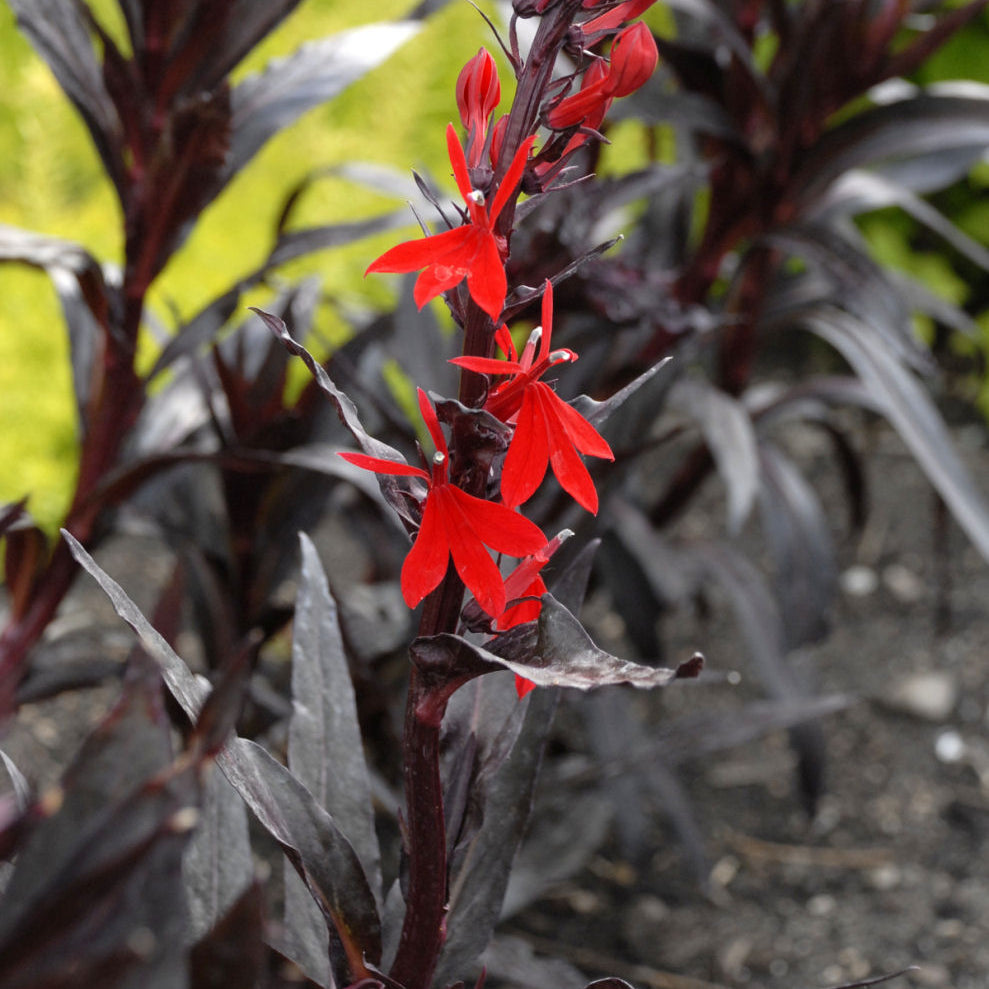 Queen Victoria Cardinal Flower (Lobelia x speciosa 'Queen Victoria') - 1 gallon
