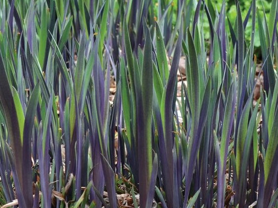 Purple Flame Iris (Iris versicolor 'Purple Flame') - 1 gallon