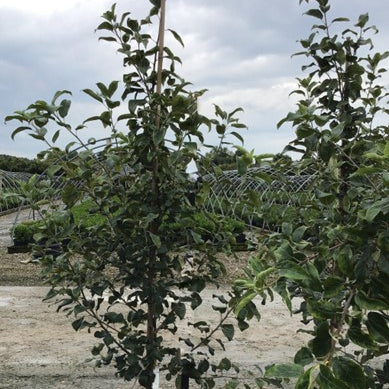 Honeycrisp Apple (Malus 'Fruit Honeycrisp') - 2 gallon 36"