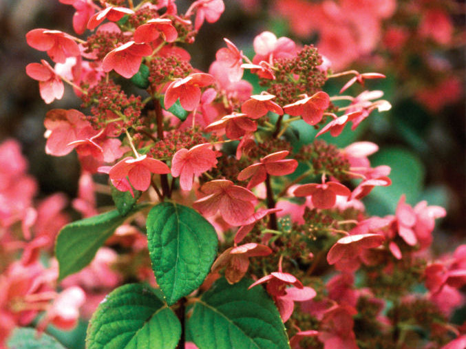 Quick Fire® Panicle Hydrangea (Hydrangea paniculata 'Bulk') - 1 gallon