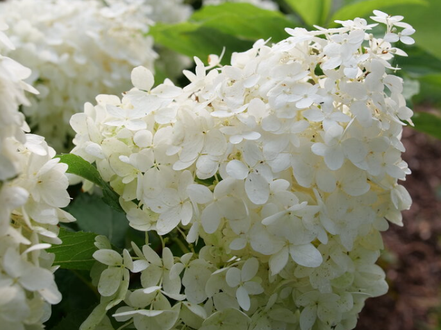 Puffer Fish® Panicle Hydrangea (Hydrangea 'P Puffer Fish') - 3 gallon