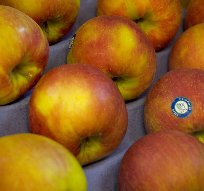 Honeycrisp Apple (Malus 'Fruit Honeycrisp') - 5 gallon 60"