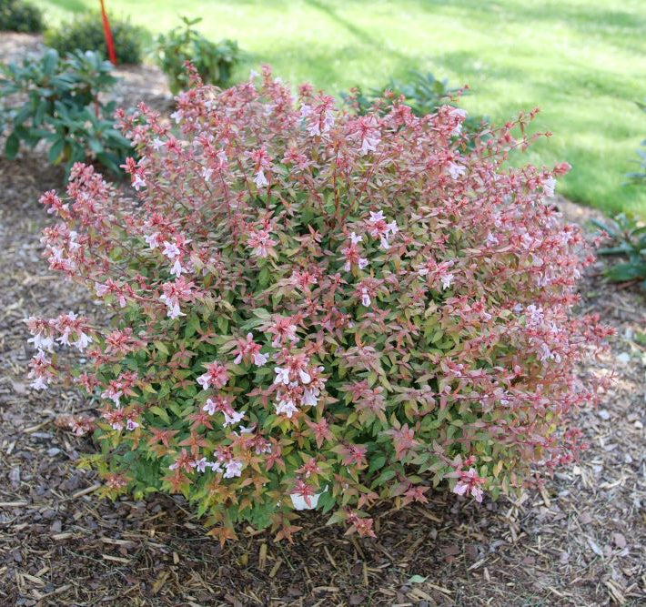 Poco Loco® Abelia (ABELIA POCO LOCO) - QT