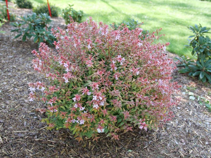 Poco Loco® Abelia (ABELIA POCO LOCO) - QT