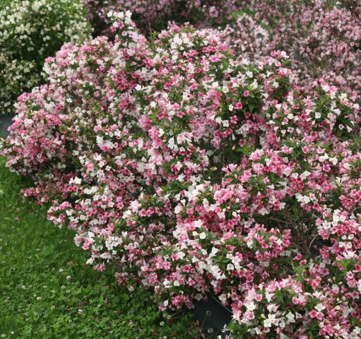 Proven Winners® Color Choice® Czechmark Trilogy® Weigela (Weigela FLORIDA 'VUKOZGemini') - QT