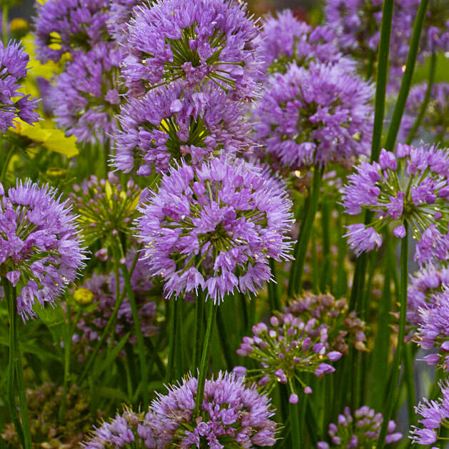 Millenium Ornamental Onion (Allium millenium 'Millenium') - QT