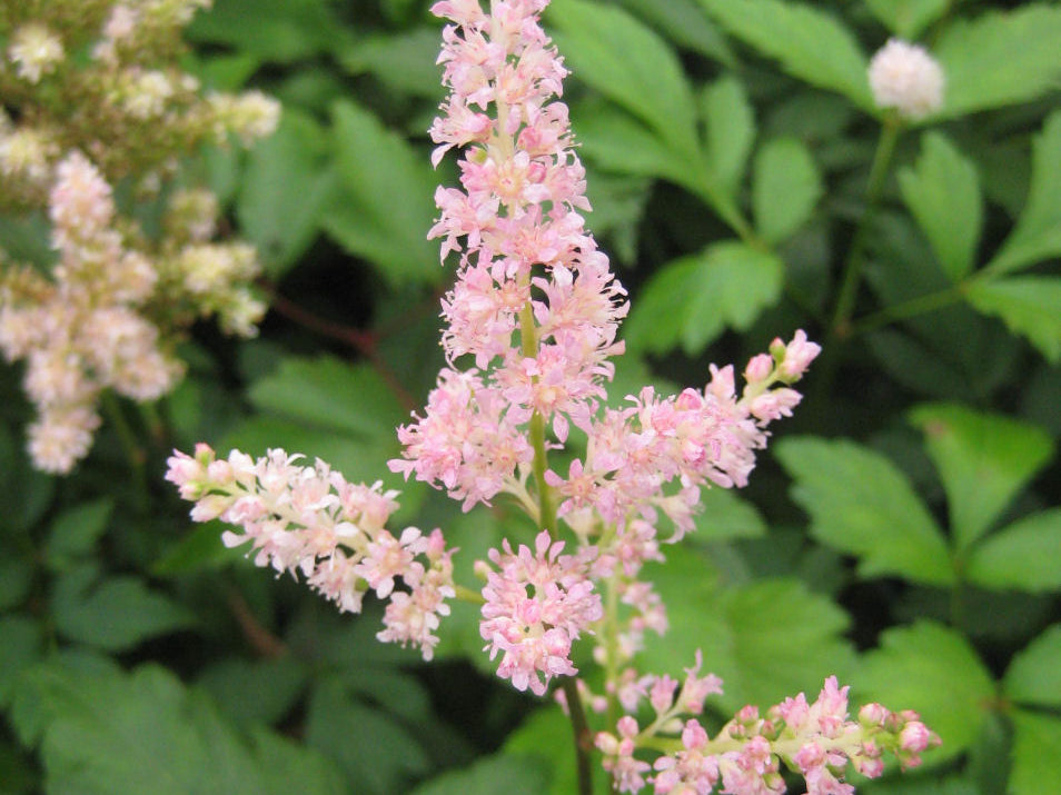 Rheinland Astilbe (Astilbe japonica 'Rheinland') - 1 gallon