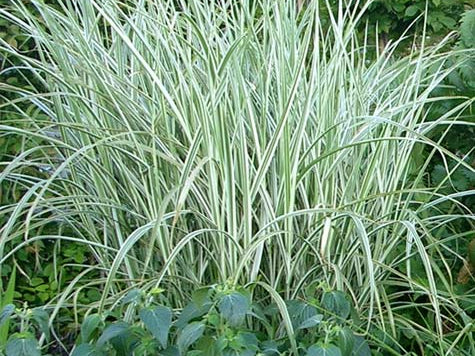 Rigoletto Maiden Grass (Miscanthus sinensis 'Rigoletto') - 3 gallon