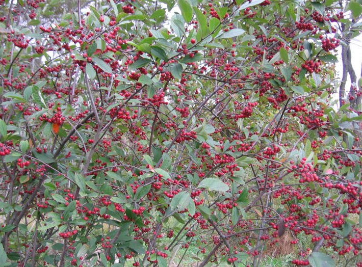 Red Chokeberry (Aronia arbutifolia 'Brilliantissima') - 1 gallon