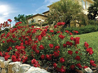 Red Drift® Rose (Rosa 'Drift Meigalpio') - 2 gallon