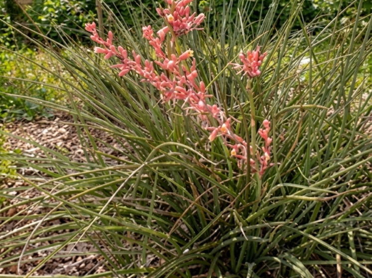 Red Yucca (Hesperaloe parviflora) - 1 gallon