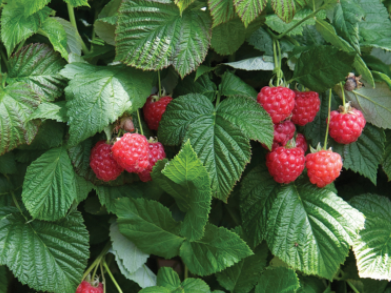 Raspberry Shortcake® (Rubus idaeus 'Raspberry Shortcake™') - 2 gallon
