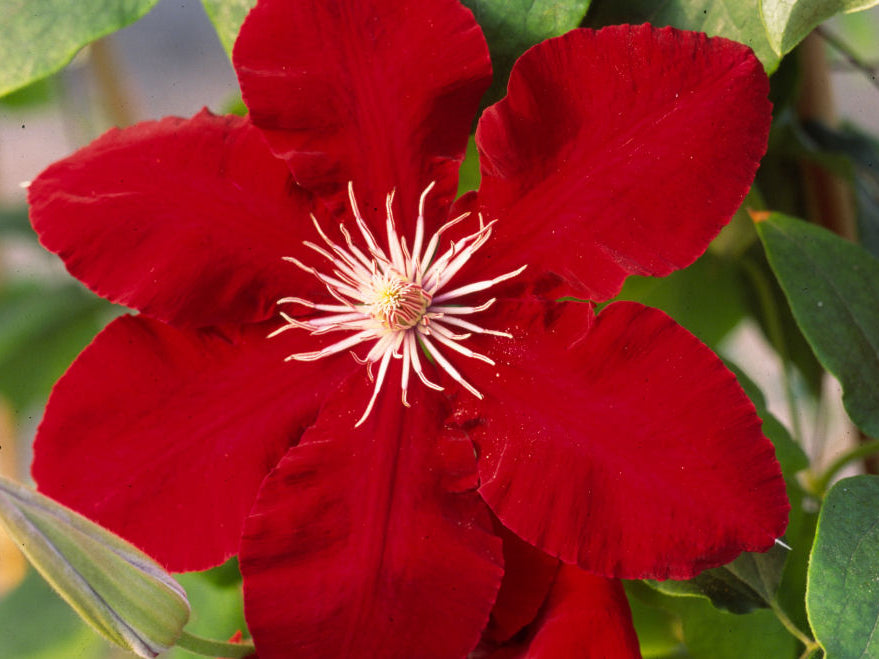 Rebecca™ Clematis (Clematis rebecca 'Rebecca') - 1 gallon