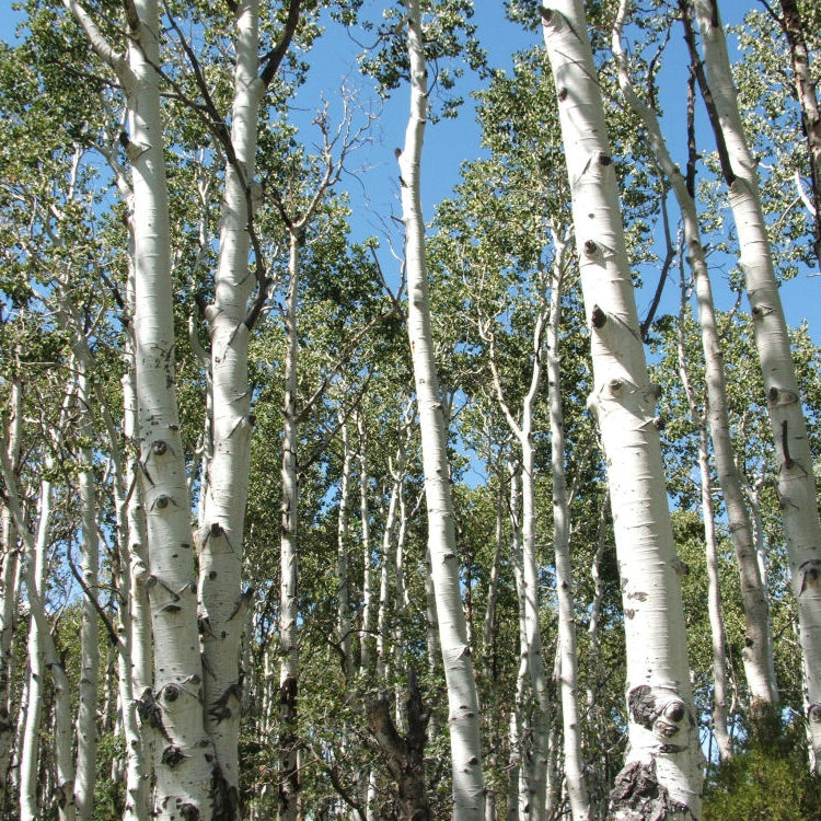 Quaking Aspen (Populus tremuloides) - 5 gallon 60"