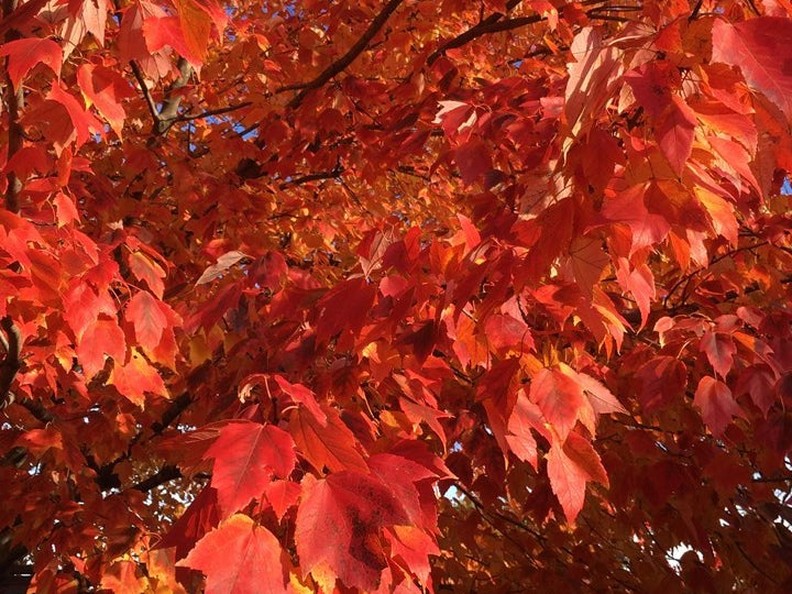 Red Sunset® Red Maple (Acer rubrum 'Franksred') - 3 gallon 48"