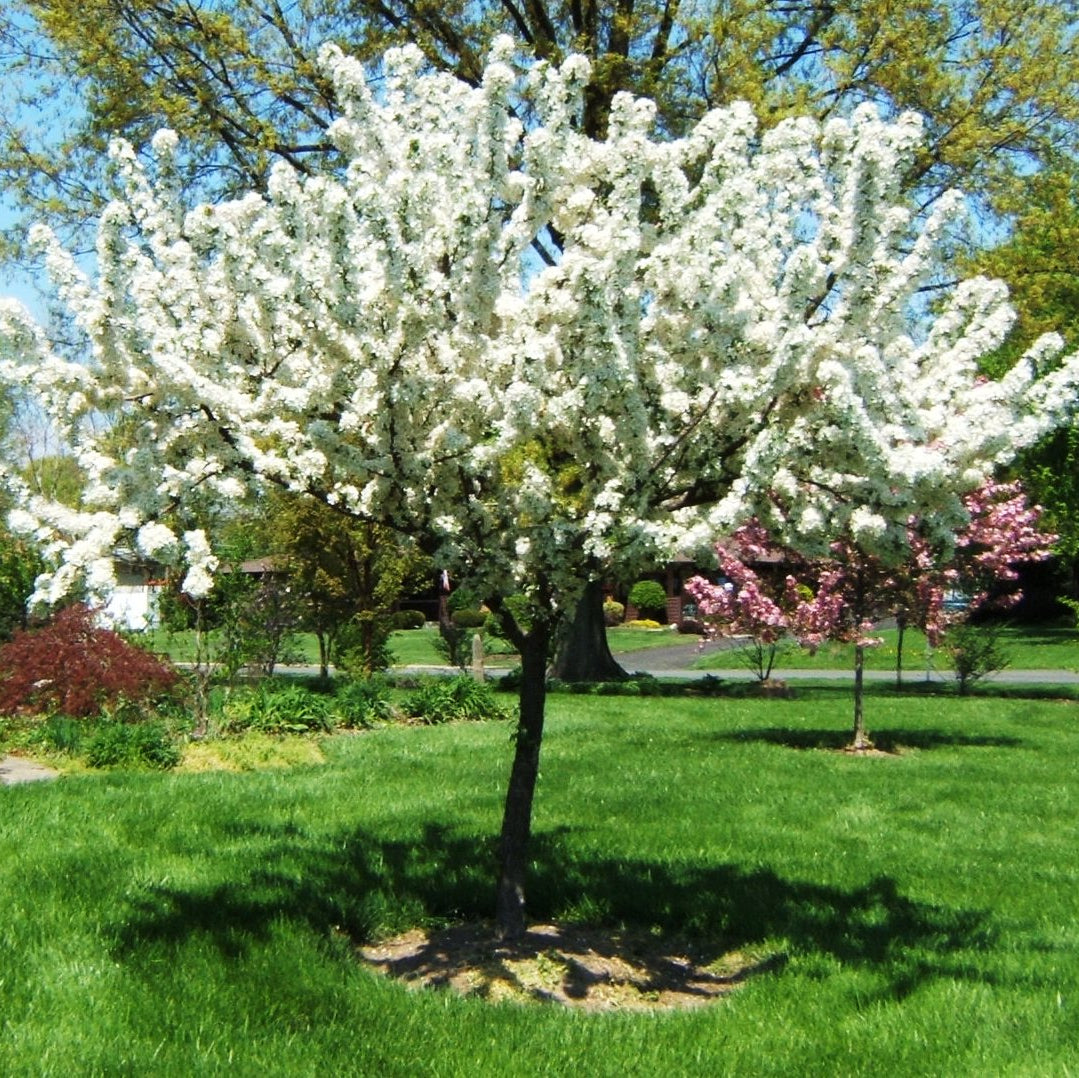 Redbud Crabapple (Malus x zumi 'Calocarpa') - 2 gallon TREE