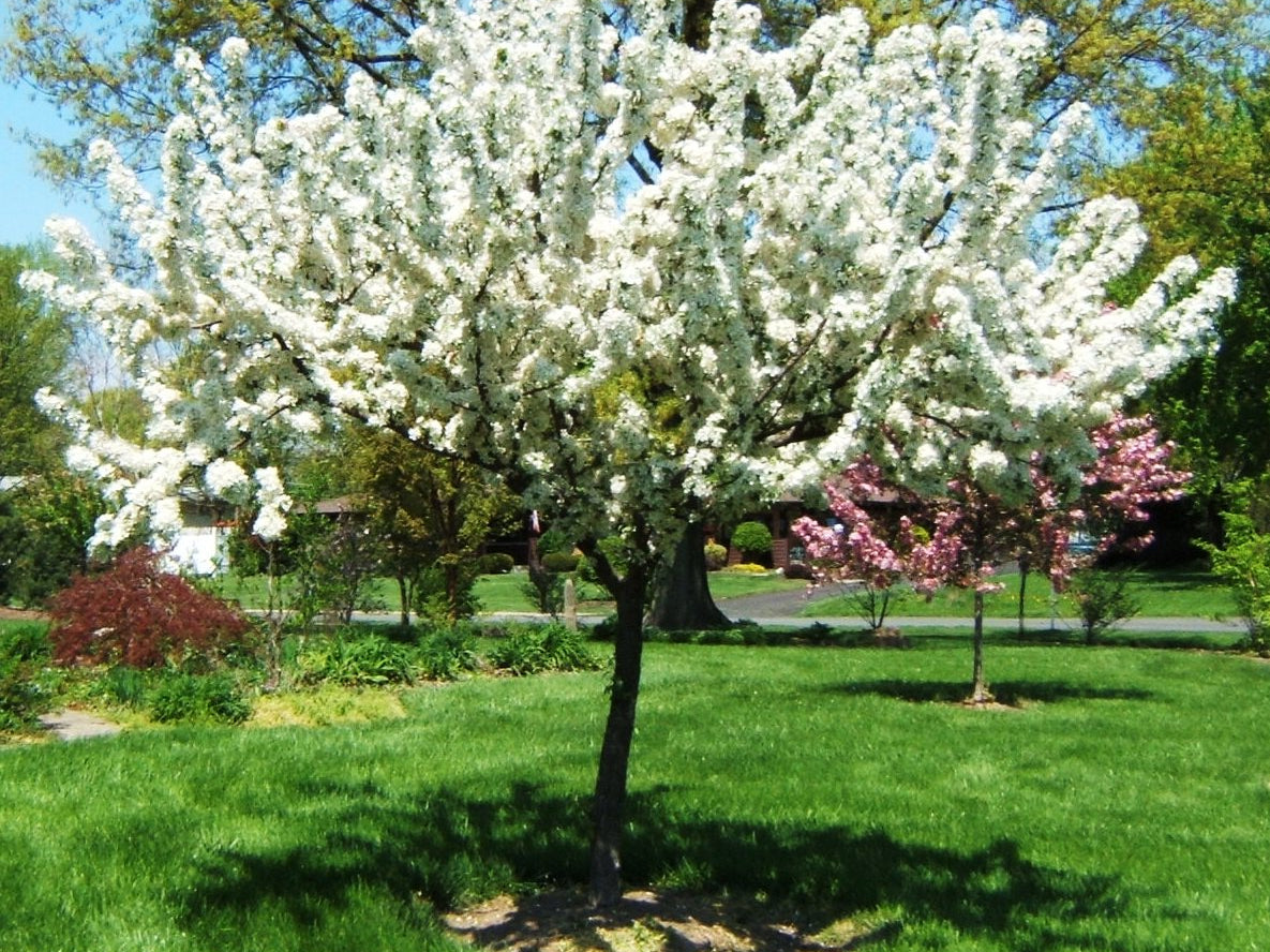 Redbud Crabapple (Malus x zumi 'Calocarpa') - 2 gallon TREE