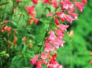 Red Rocks Penstemon (Penstemon redrocks) - 1 gallon