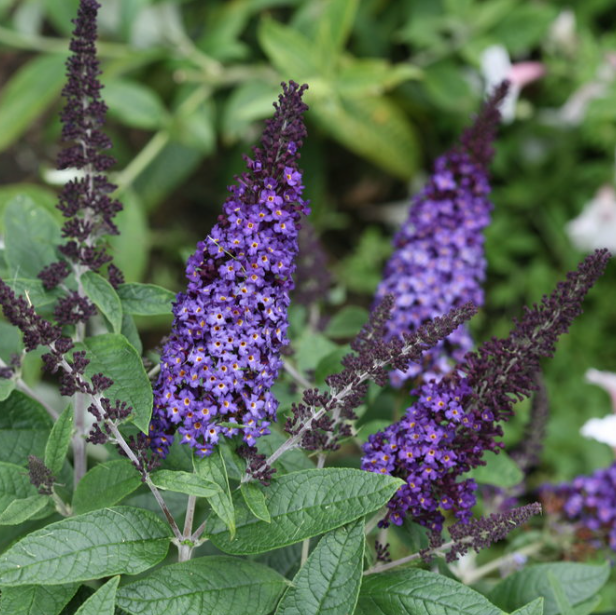 Pugster Blue® Butterfly Bush
(Buddleia 'Pugster Blue') - 3 gallon