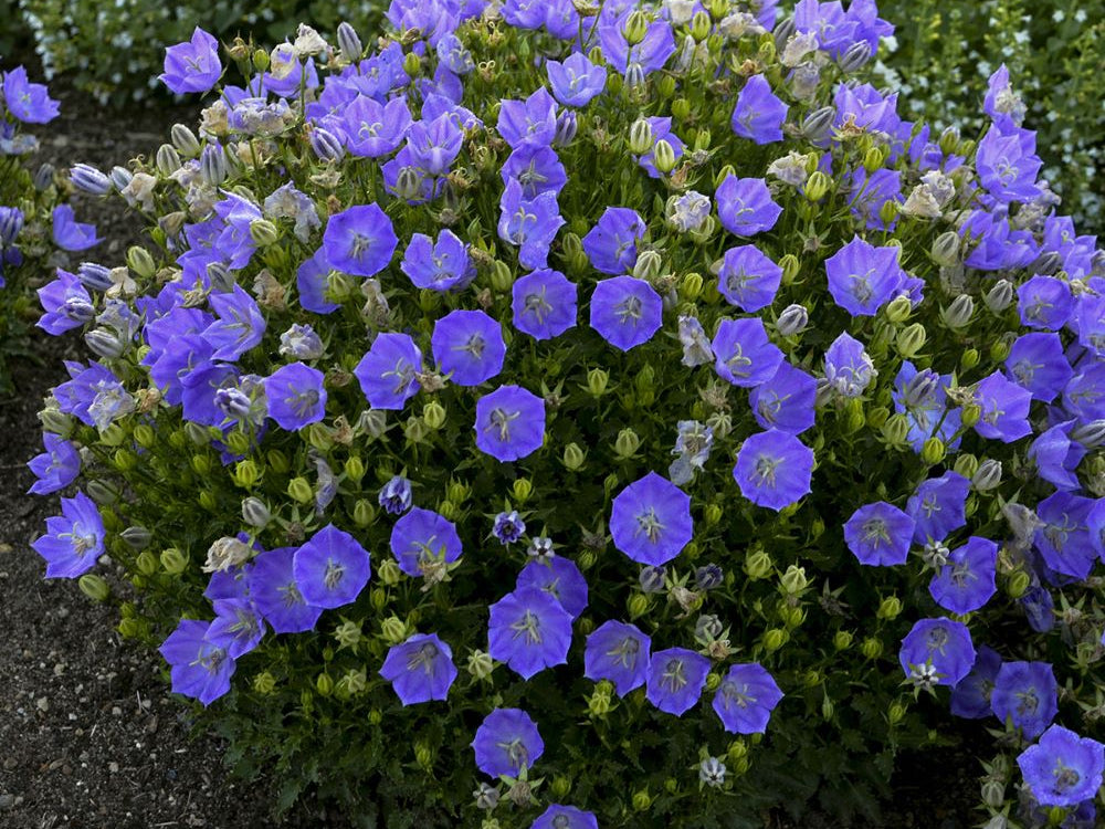 Rapido Blue Bellflower (Campanula carpatica 'Rapido Blue') - 1 gallon