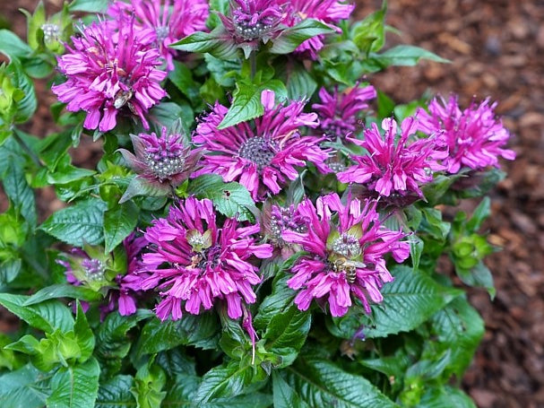 Pocahontas Purple Rose Bee Balm (Monarda pocahontas 'Purple Rose') - 1 gallon