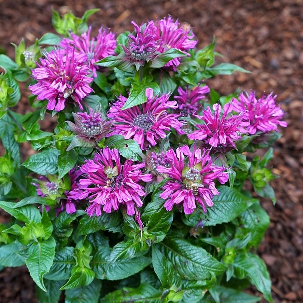 Pocahontas Purple Rose Bee Balm (Monarda pocahontas 'Purple Rose') - 1 gallon