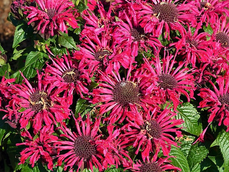 Pocahontas Red Rose Bee Balm (Monarda pocahontas 'Red Rose') - 1 gallon